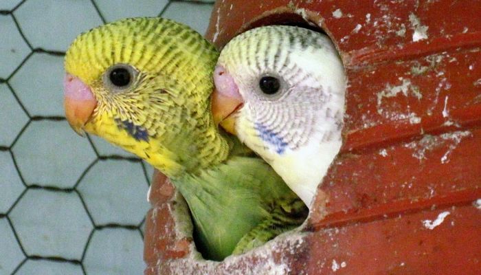 5 elementos esenciales para el nido de los periquitos: ¿sabes qué poner?