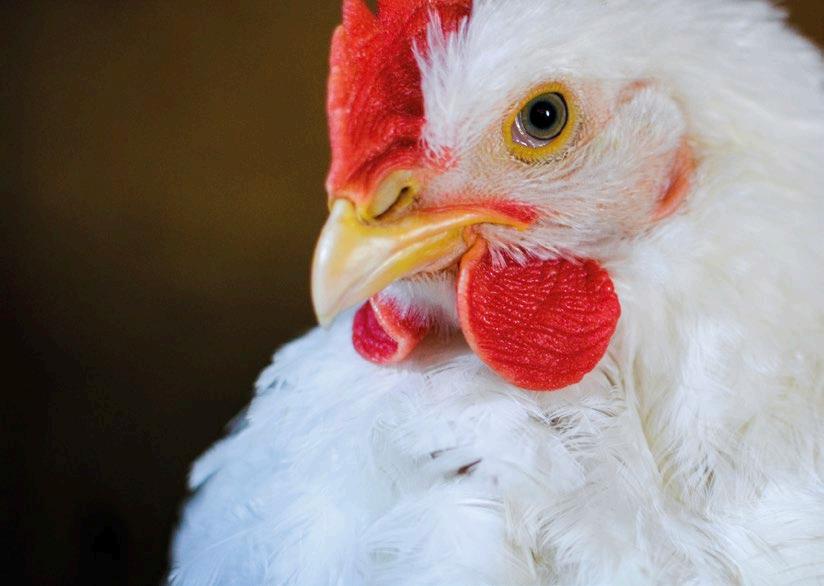 Conoce los secretos para identificar el género de los pollitos: Gallo o gallina