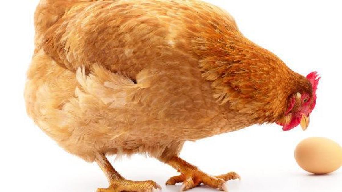 ¿Cuánto tiempo vive una gallina ponedora? Todo lo que debes saber