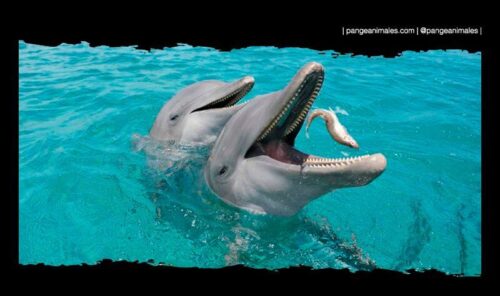 El impresionante método de alimentación de las crías de delfín