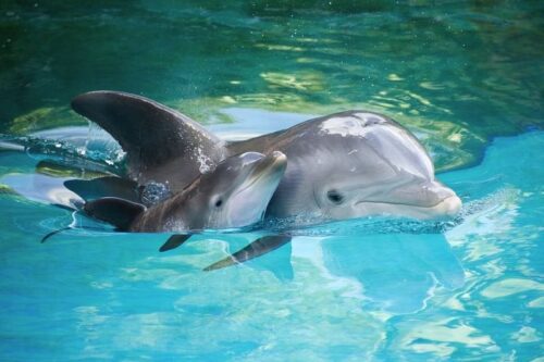 El menú de los delfines más jóvenes: conoce qué alimentos forman parte de su dieta