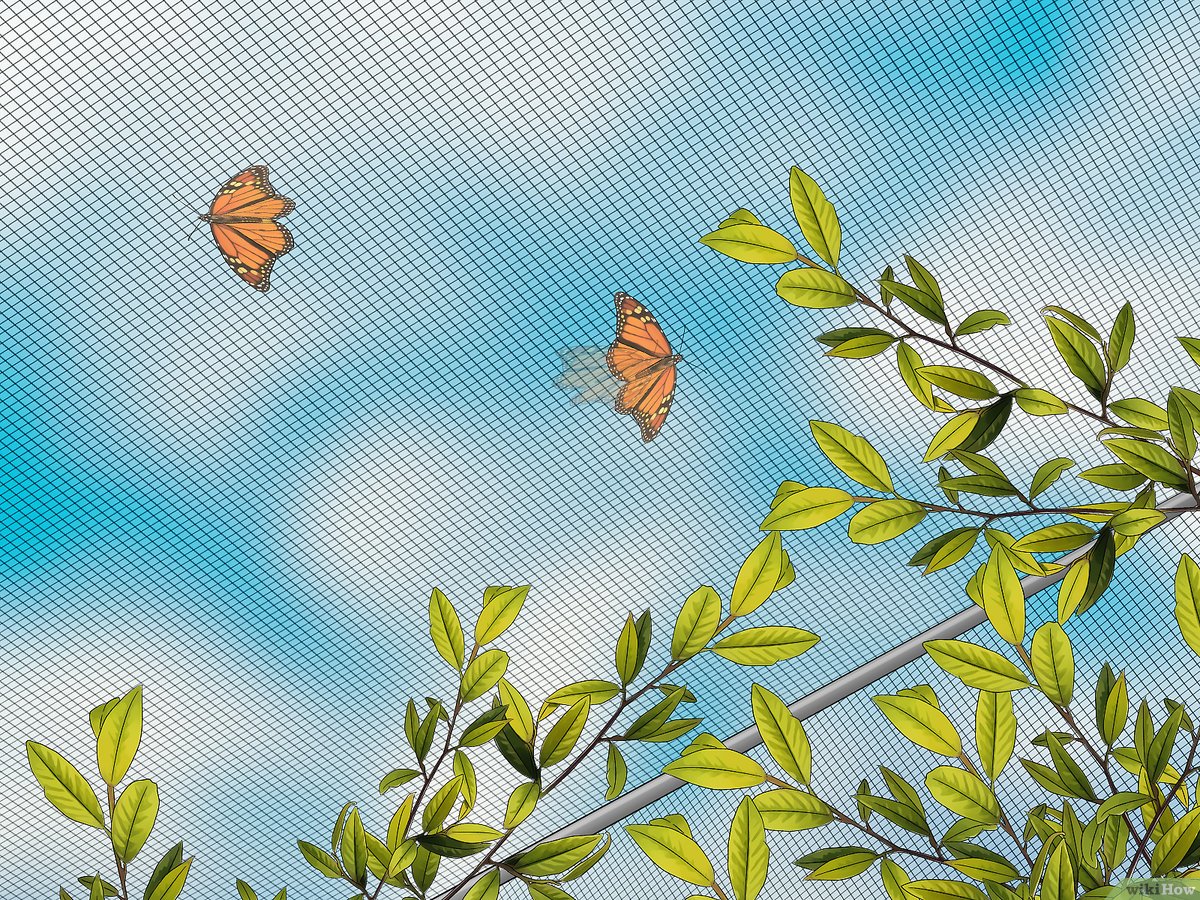 La asombrosa planta de la mariposa monarca: guía completa para su cuidado