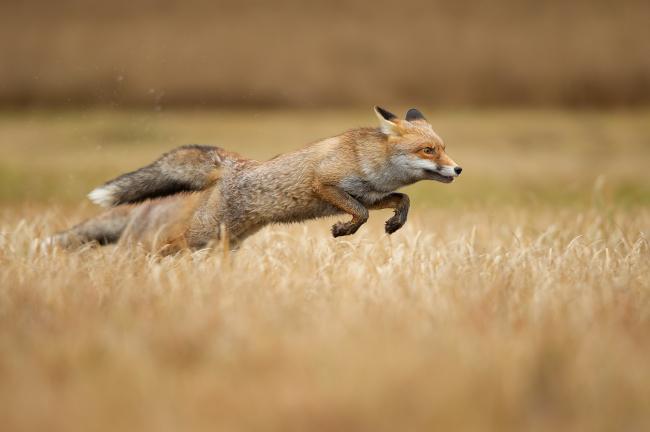 La dieta sorprendente del zorro: todo lo que debes saber