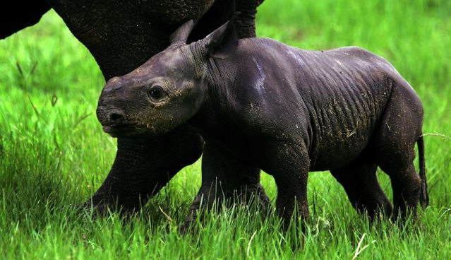 La increíble dieta del rinoceronte: todo sobre su nutrición