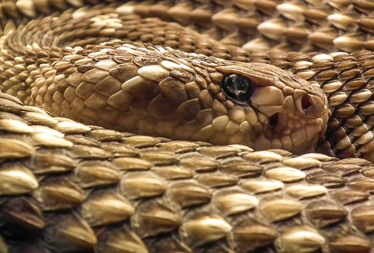 Las serpientes gigantes: conoce las especies que alcanzan entre 5 y 10 metros
