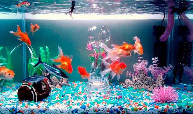 Los mejores peces de agua dulce para tu acuario: Guía completa