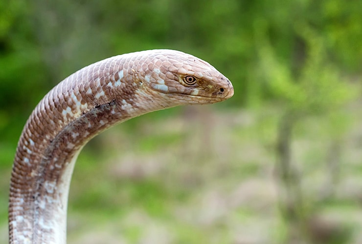 Reproducción de serpientes: Todo lo que debes saber